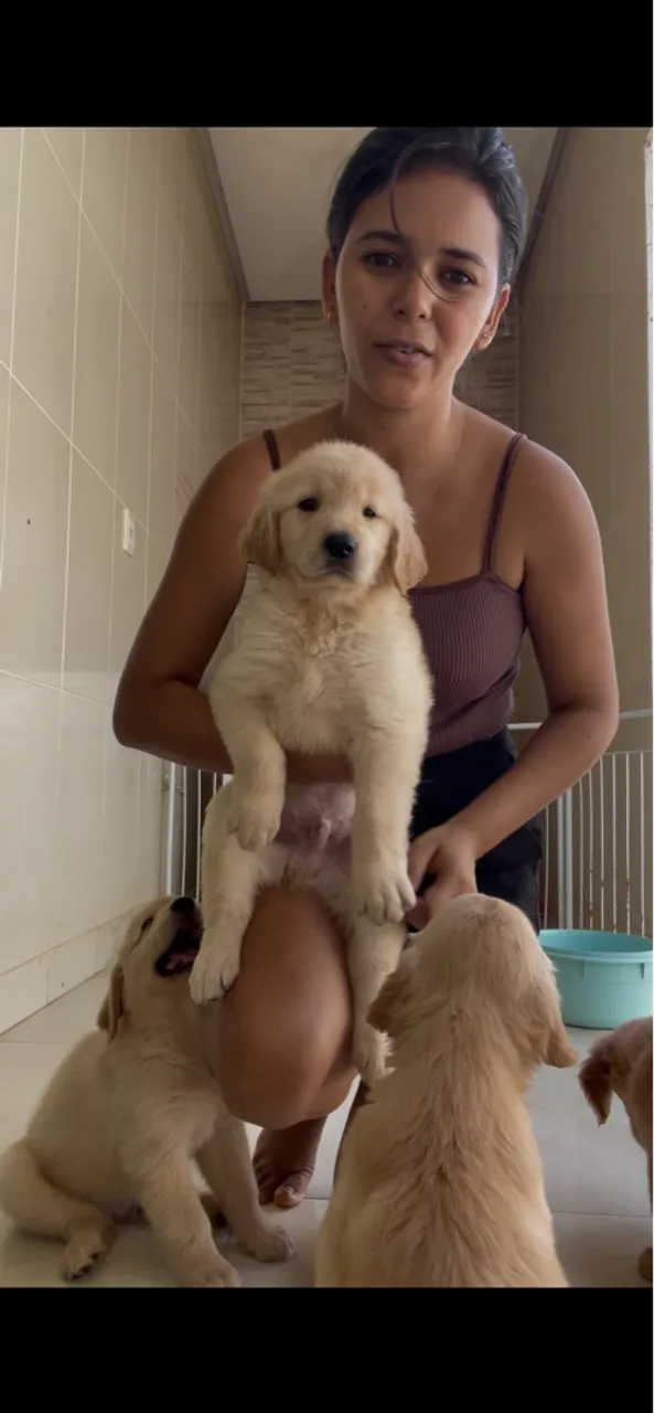 T golden retriever de 50 dias disponível