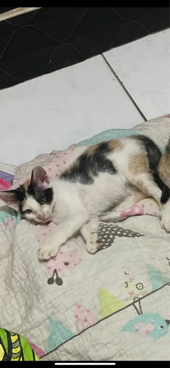 Gatinha tricolor fofa para adoção - Foto 5