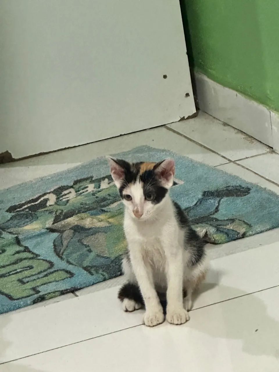 Gatinha tricolor fofa para adoção - Foto 3