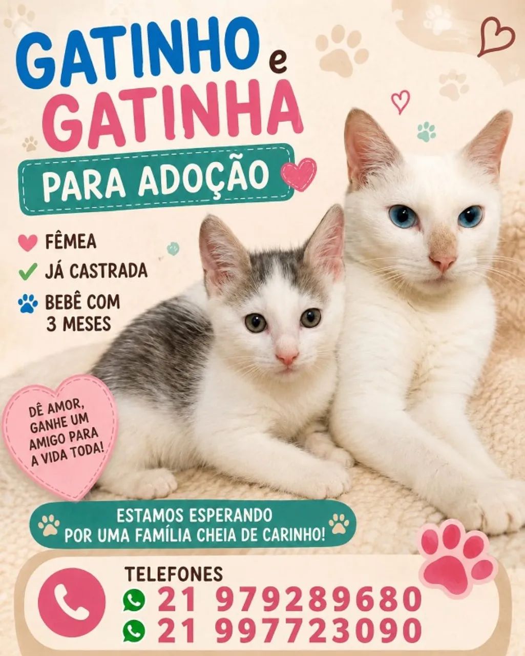 Gato
