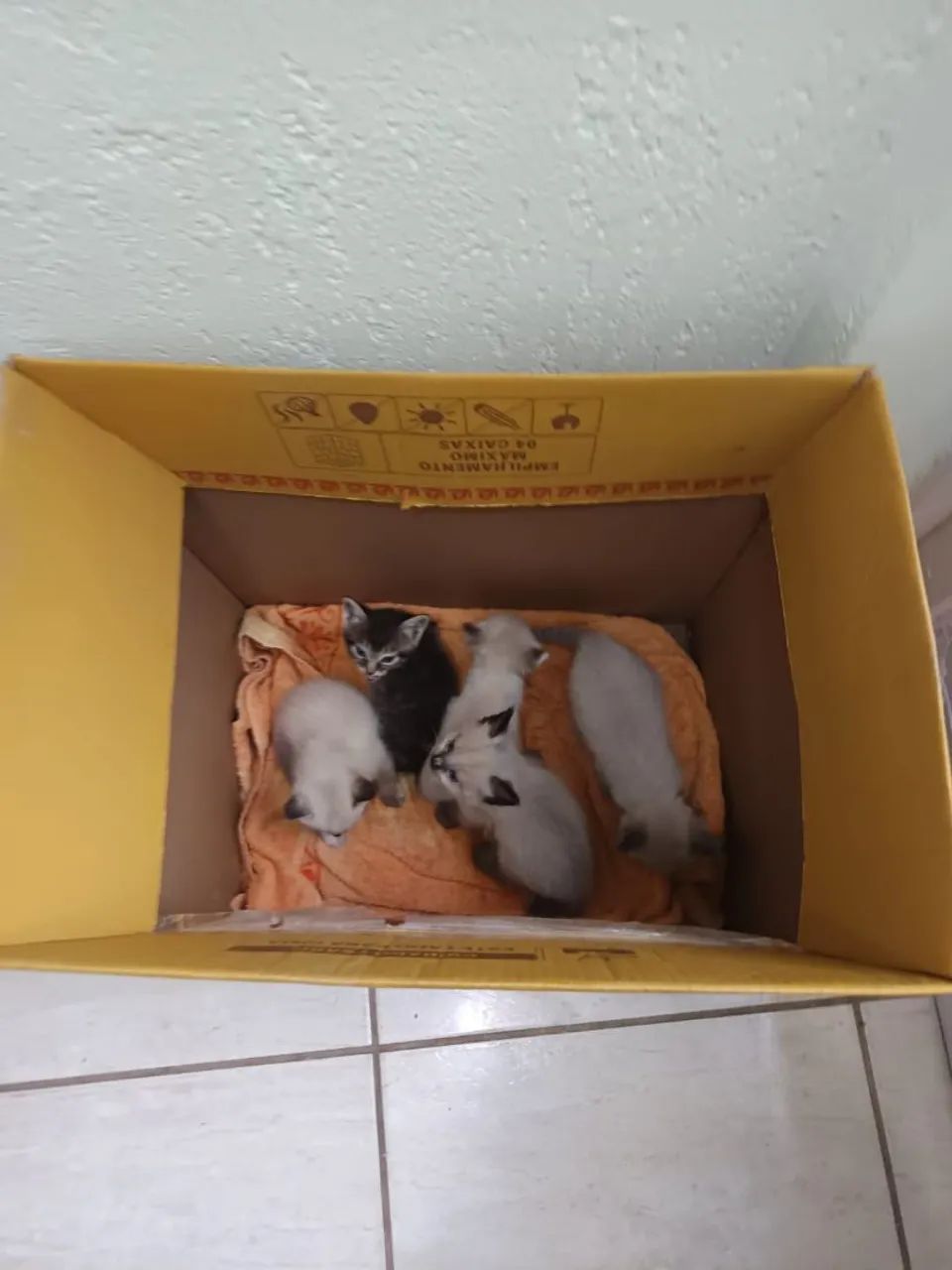 Gatinhos filhotes (não sei identificar sexo) - Foto 2