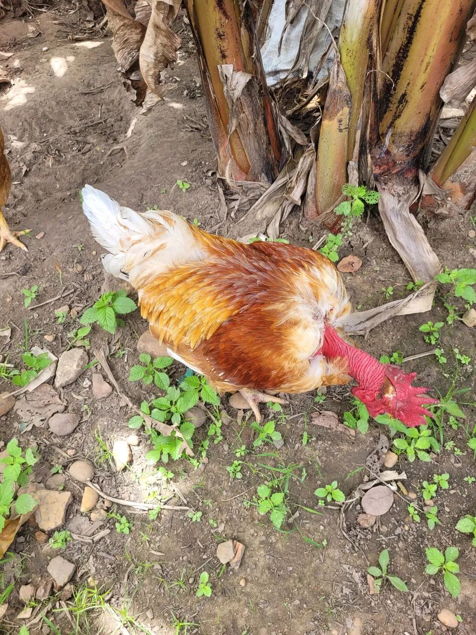 Galos a venda 