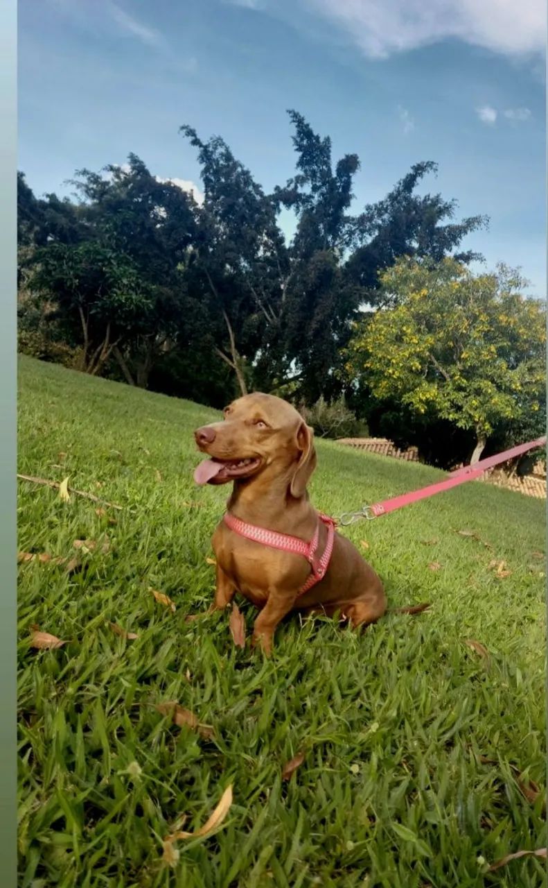 Vendo macho padreador  - Foto 3