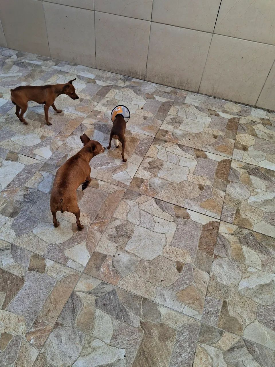 Pinsher 1 - Foto 4