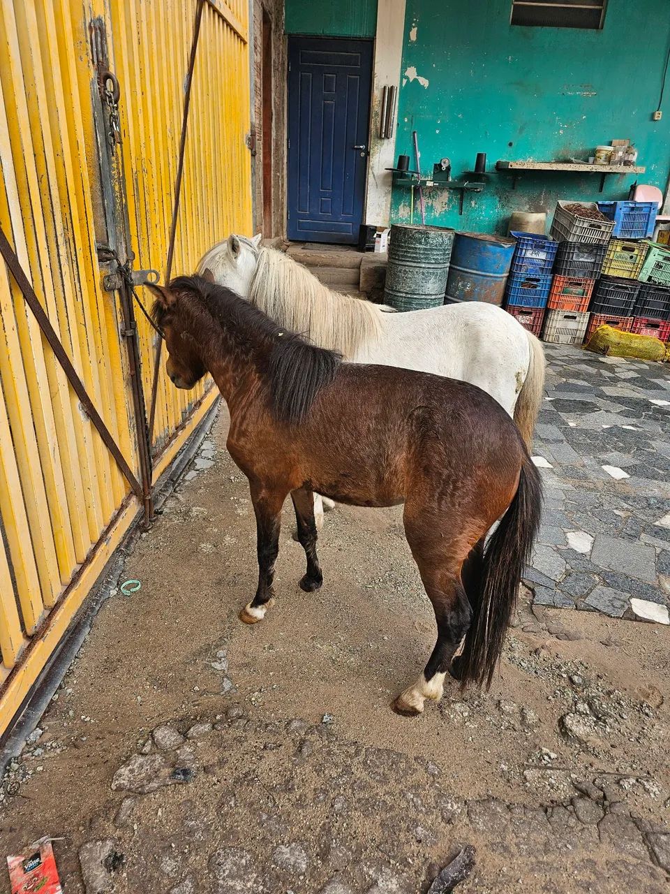 Pônei 