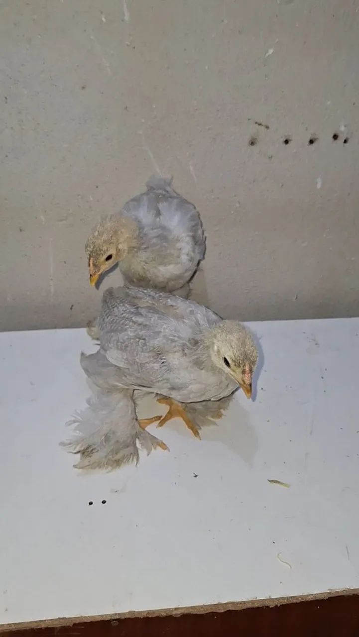 Casal de brahma isabele(filhotes)