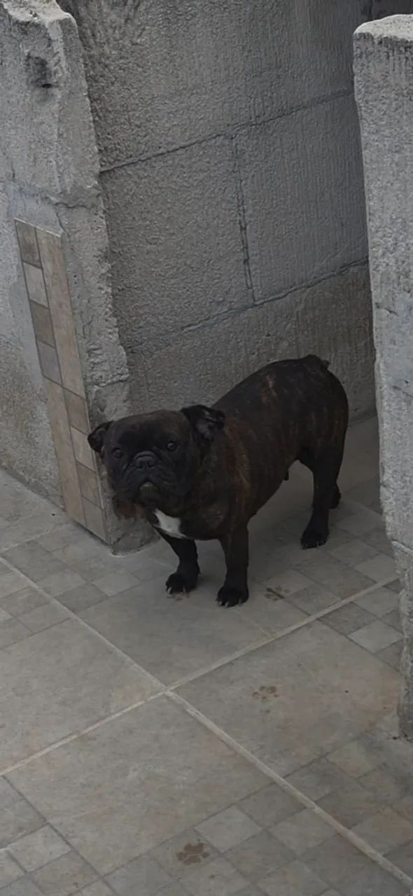 BULLDOG FRANCES - Foto 2
