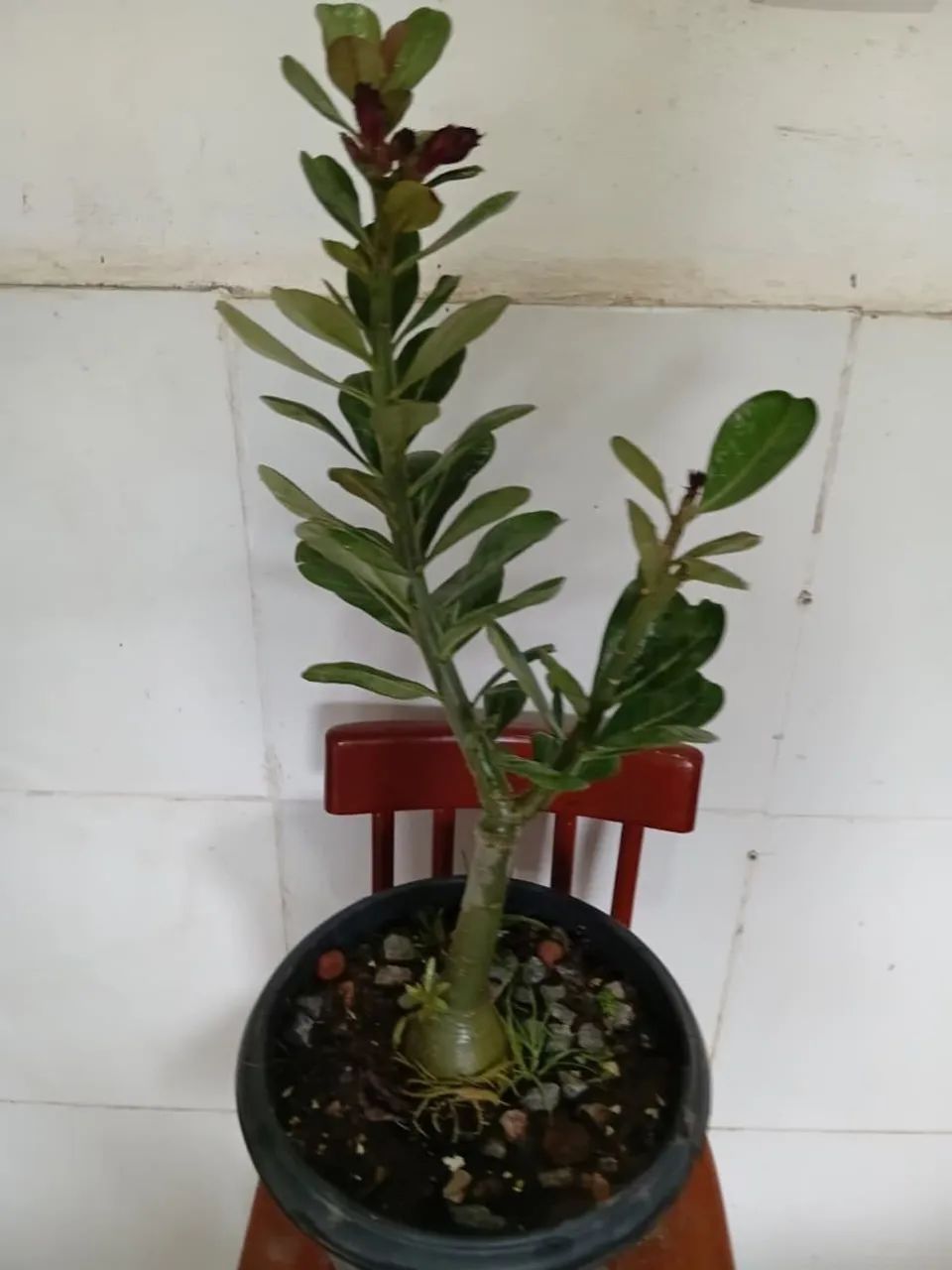Rosa do deserto  - Foto 3