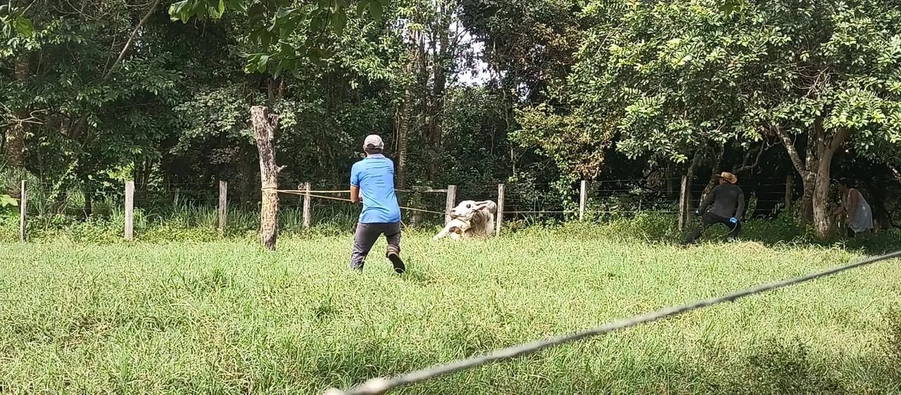 Fazendinha apropriada para criação, cavalo elite, gado, peixe - Foto 3