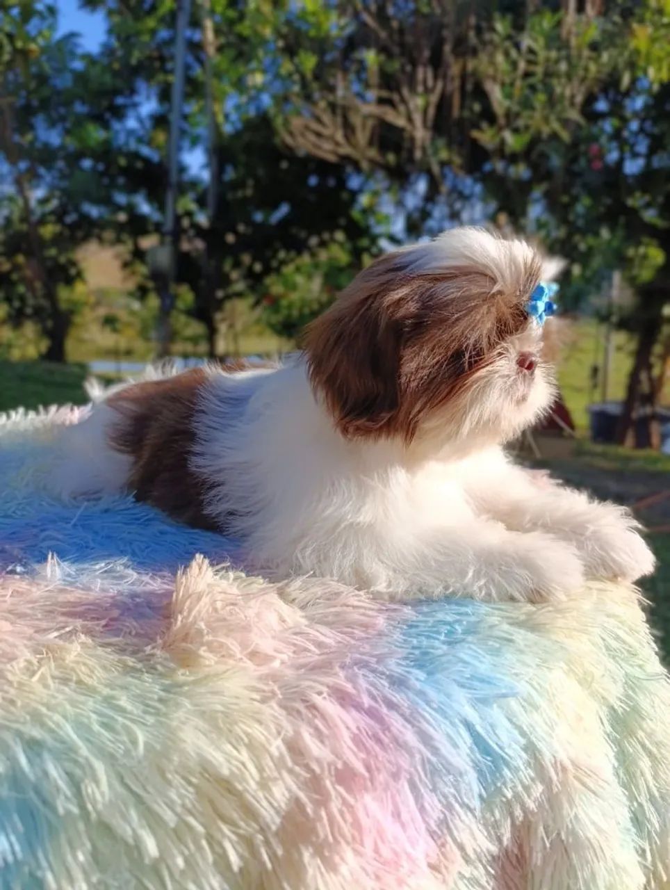 Shihtzu  - Foto 3