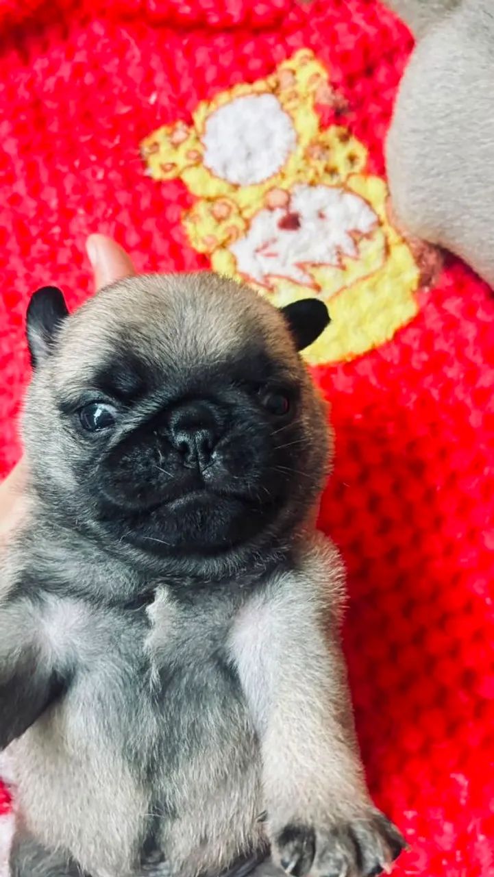 Pug Macho filhotes  - Foto 4