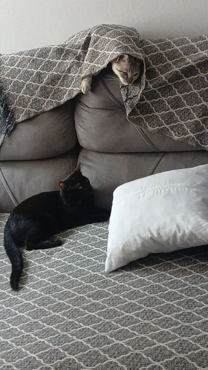 Gato doacao