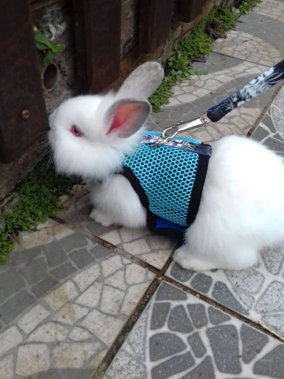 Coelho mini Netherland com 4 meses