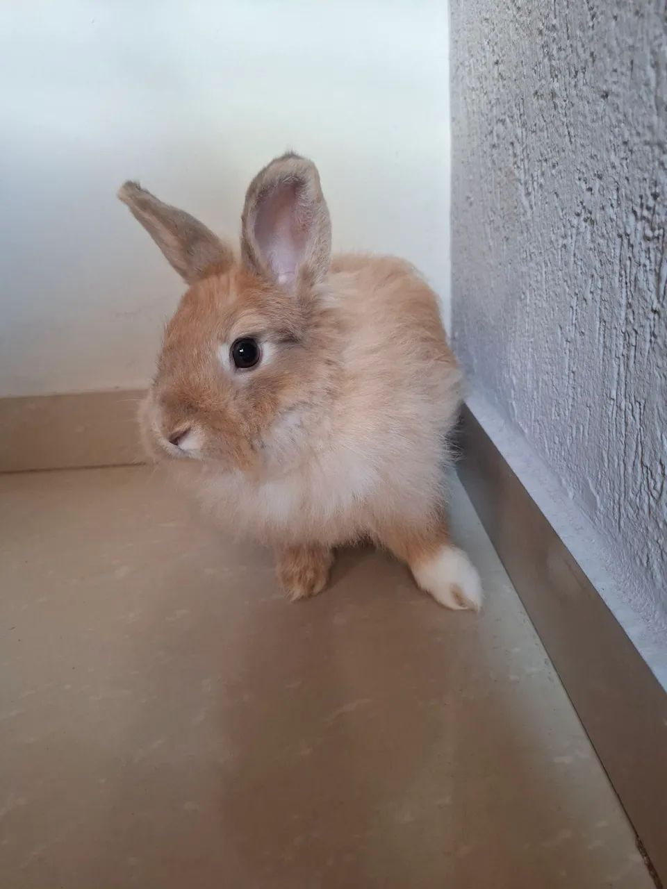 Coelha Lion - Foto 5