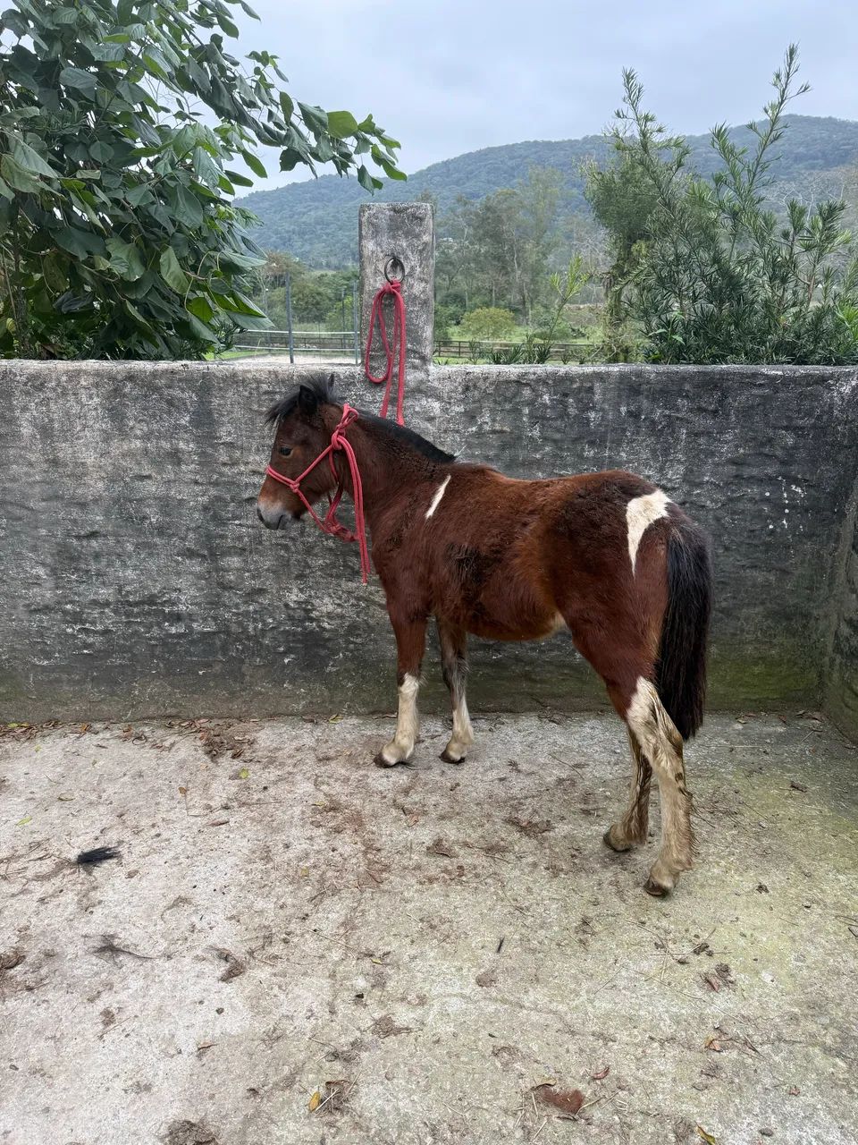 Ponei tobiana  - Foto 4