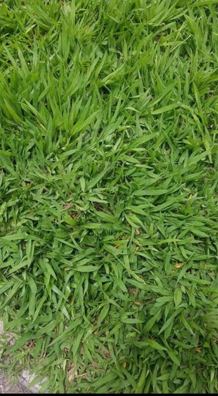 Batatais em tapete  - Foto 2