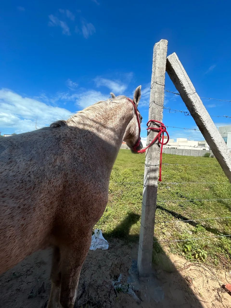 Vendo égua mangalarga - Foto 4