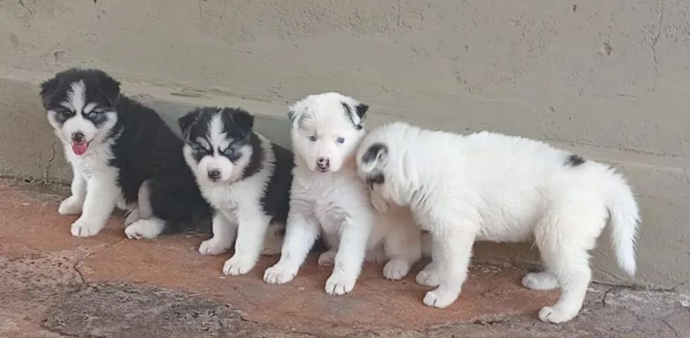 Cachorro - Foto 3