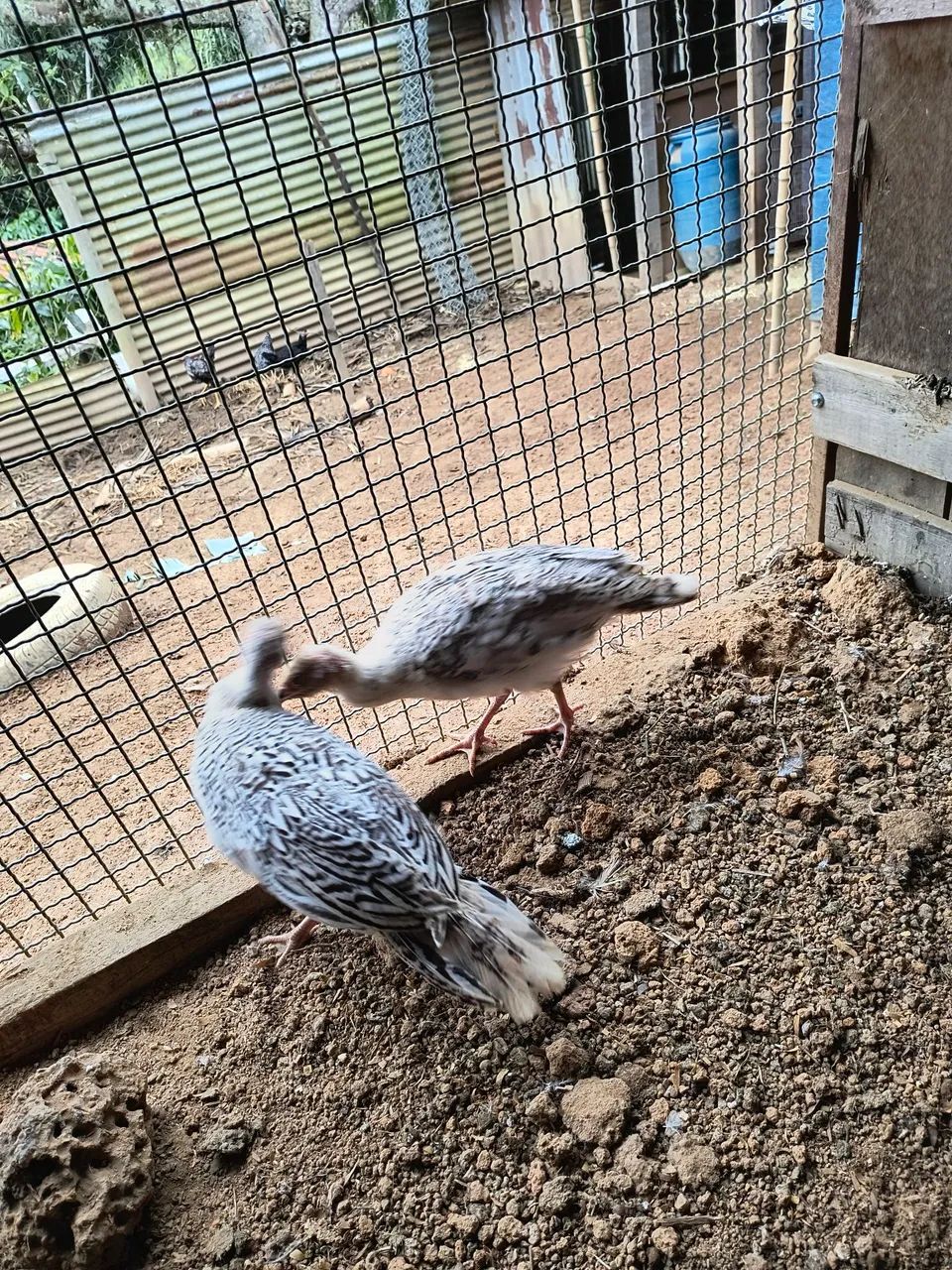 Frangos de peru - Foto 4