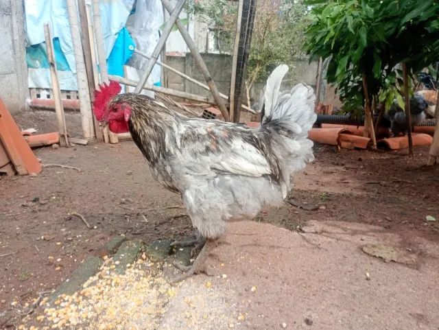Animais  - Foto 5