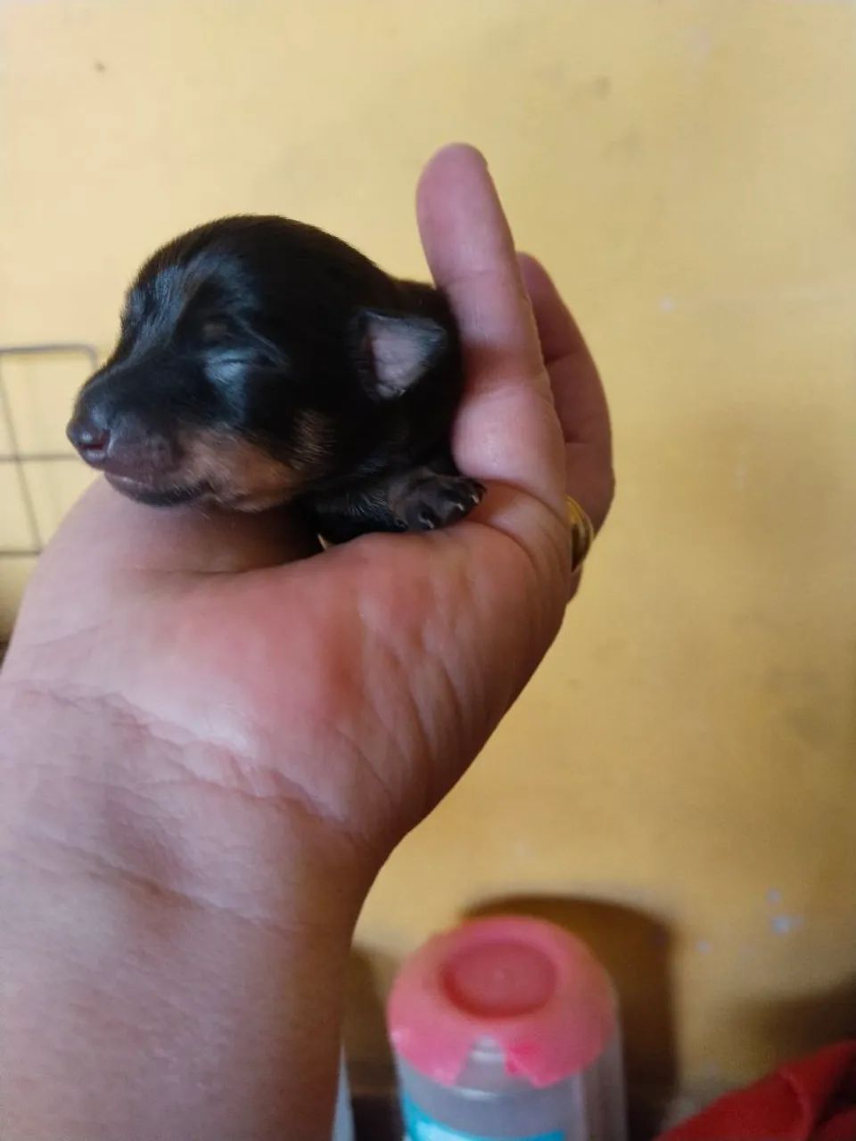 Vende se pinscher  - Foto 2