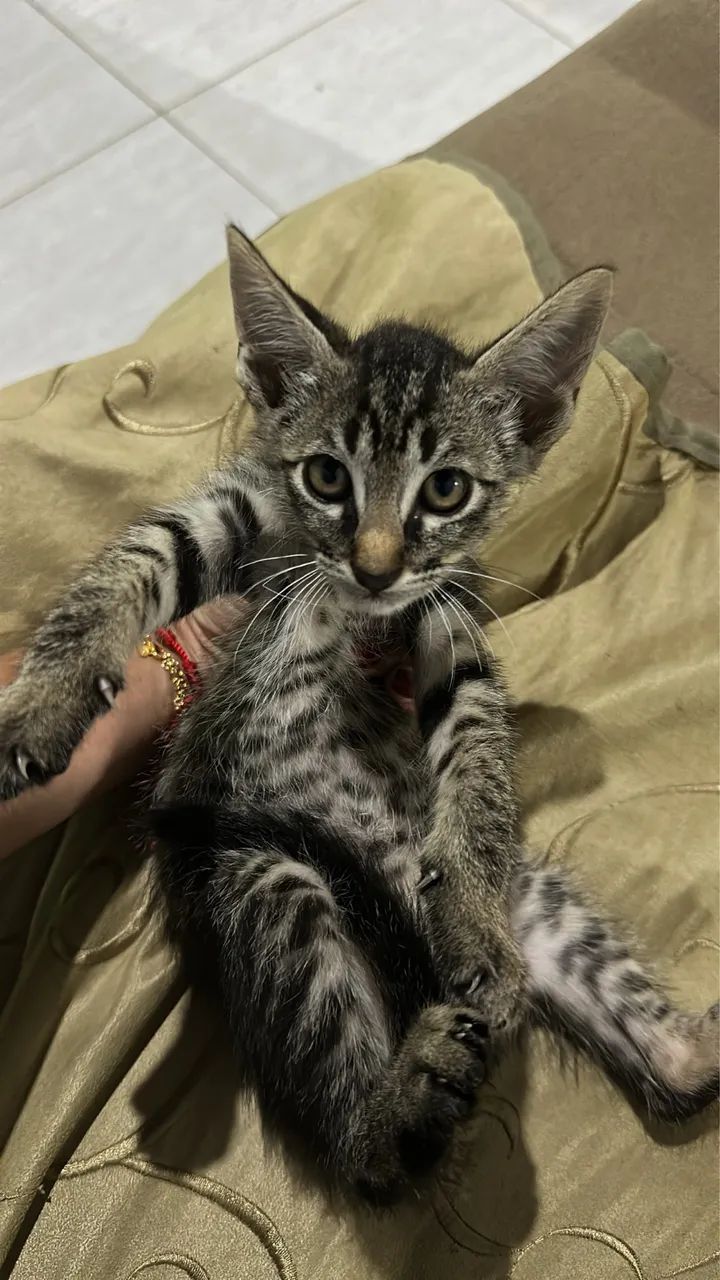 Doação de gatos - Foto 4