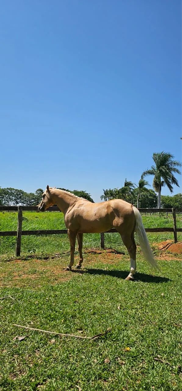 Cavalo - Foto 2