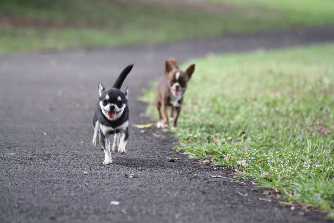 chihuahua - Foto 3