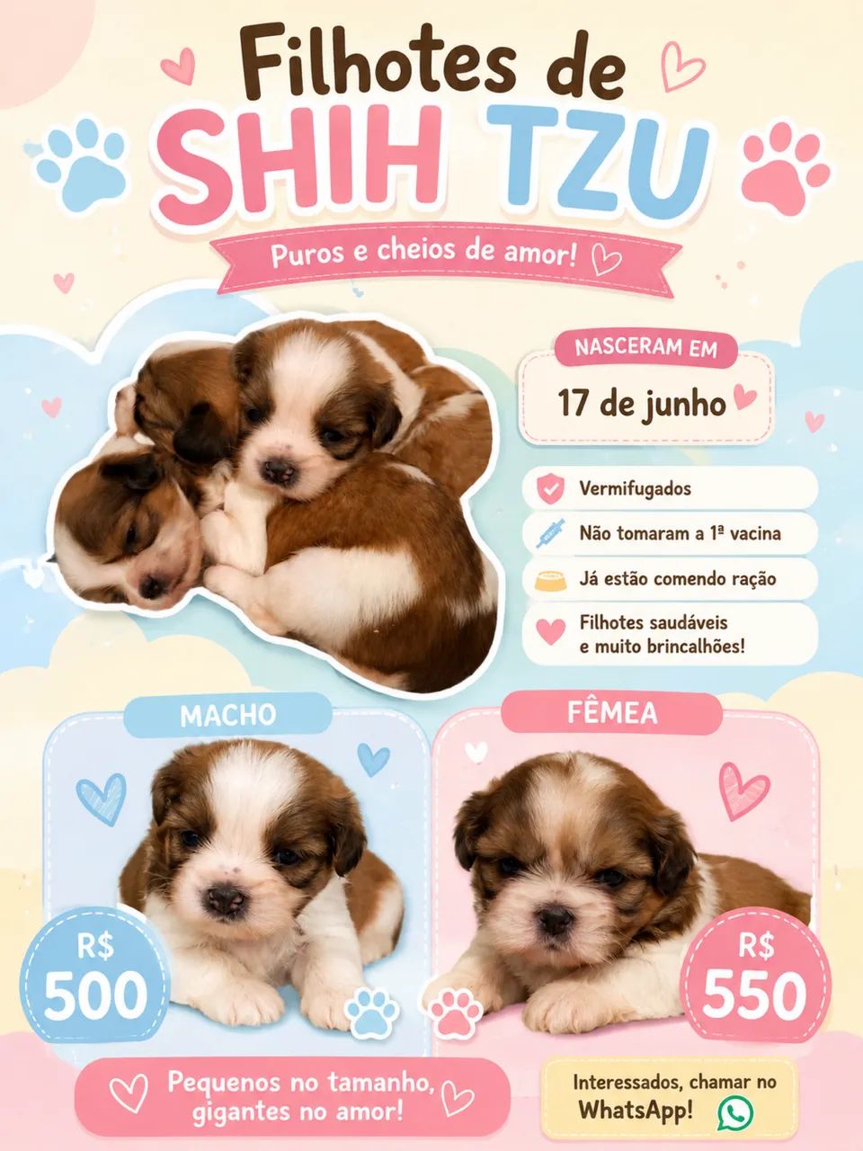 Shitzu 
