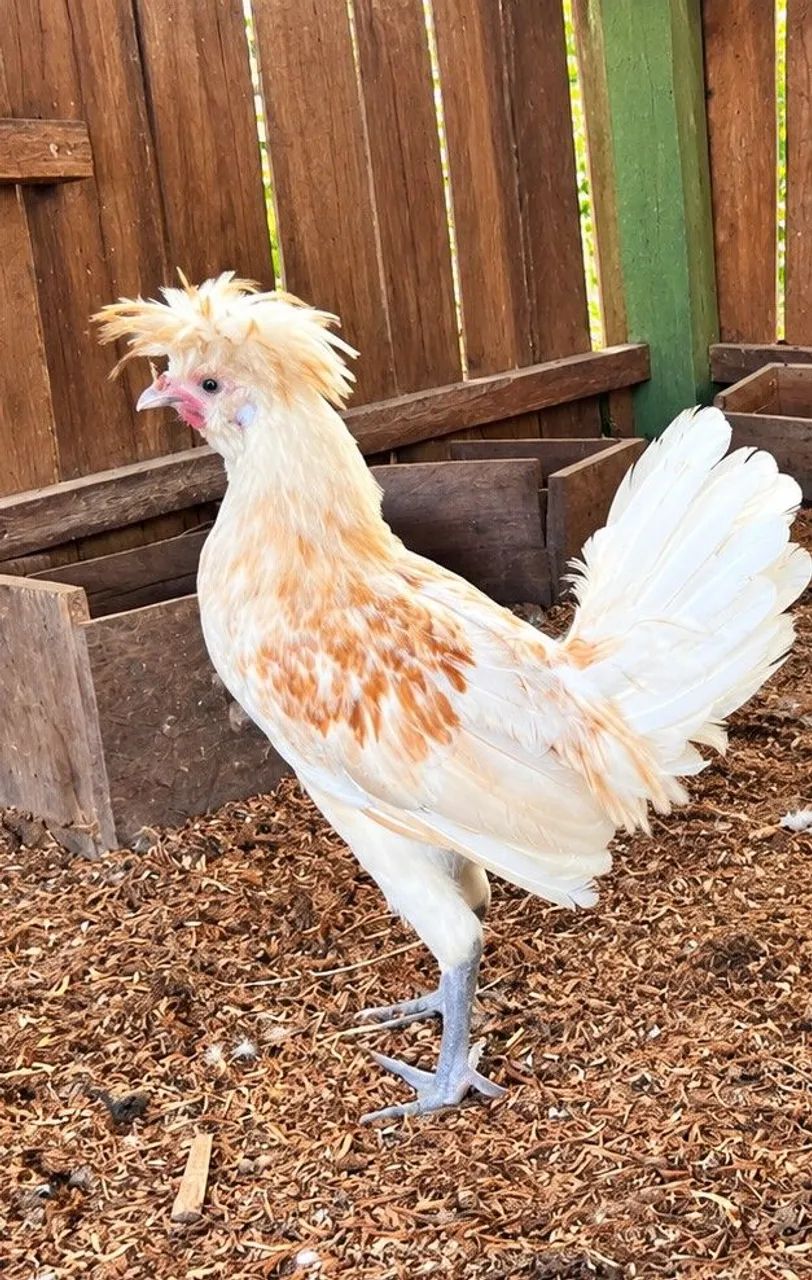 Franguinho polonês 