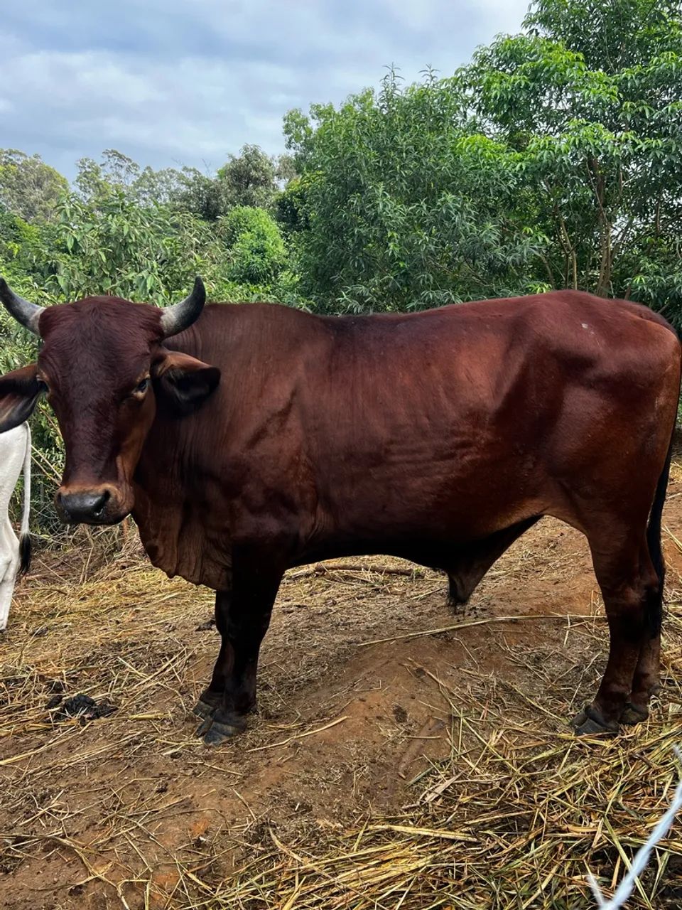Venda gado macho castrado - Foto 2