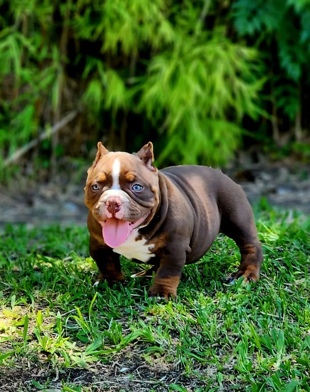 American Bully  - Foto 5
