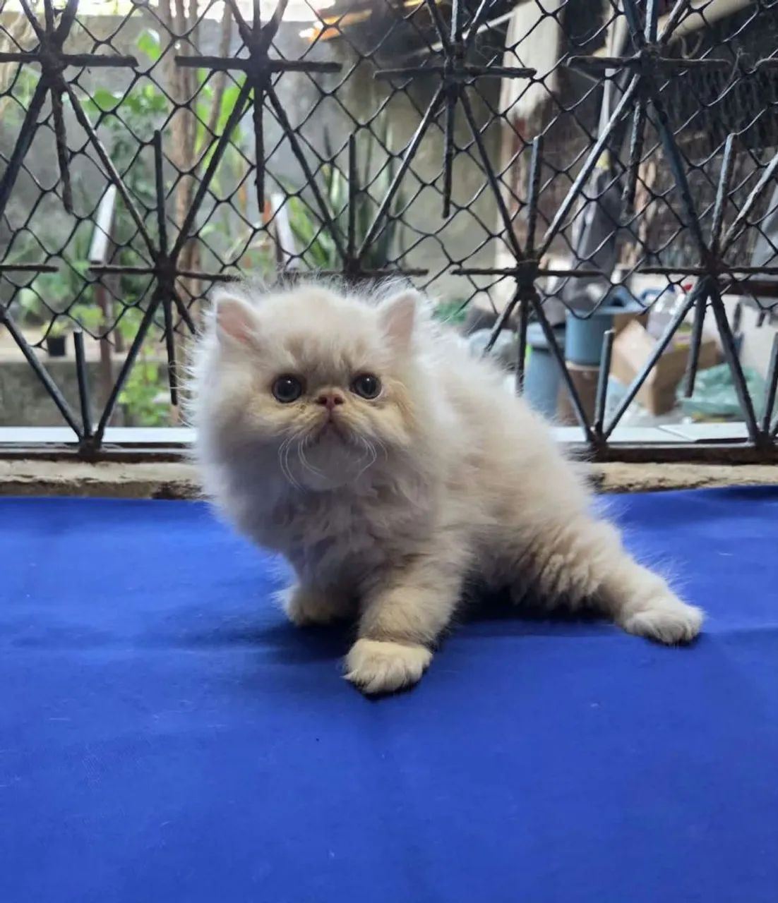Persa lindos e fofos  - Foto 2