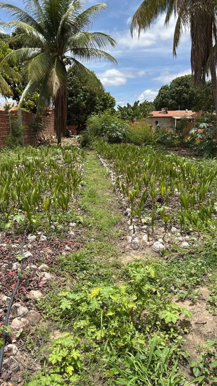 Mudas de coco - Foto 2