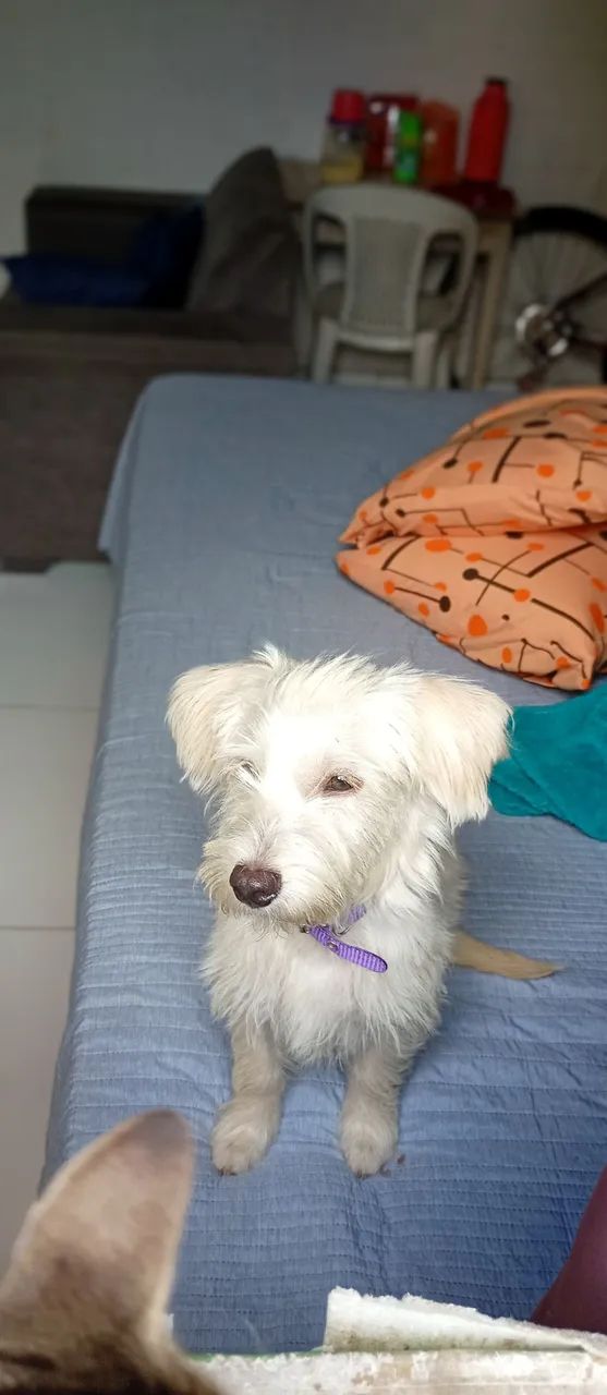 Pundo - Foto 2