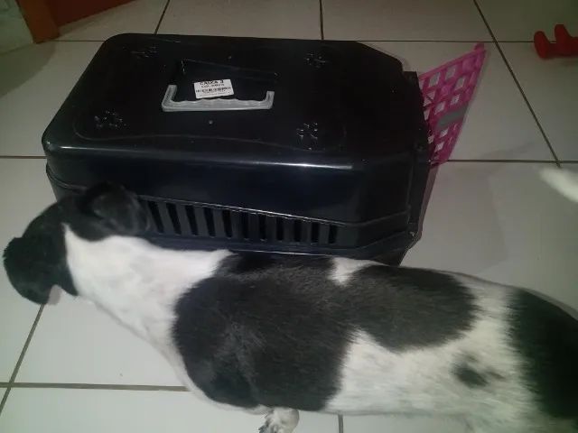Caixa de transporte cachorro - Foto 5