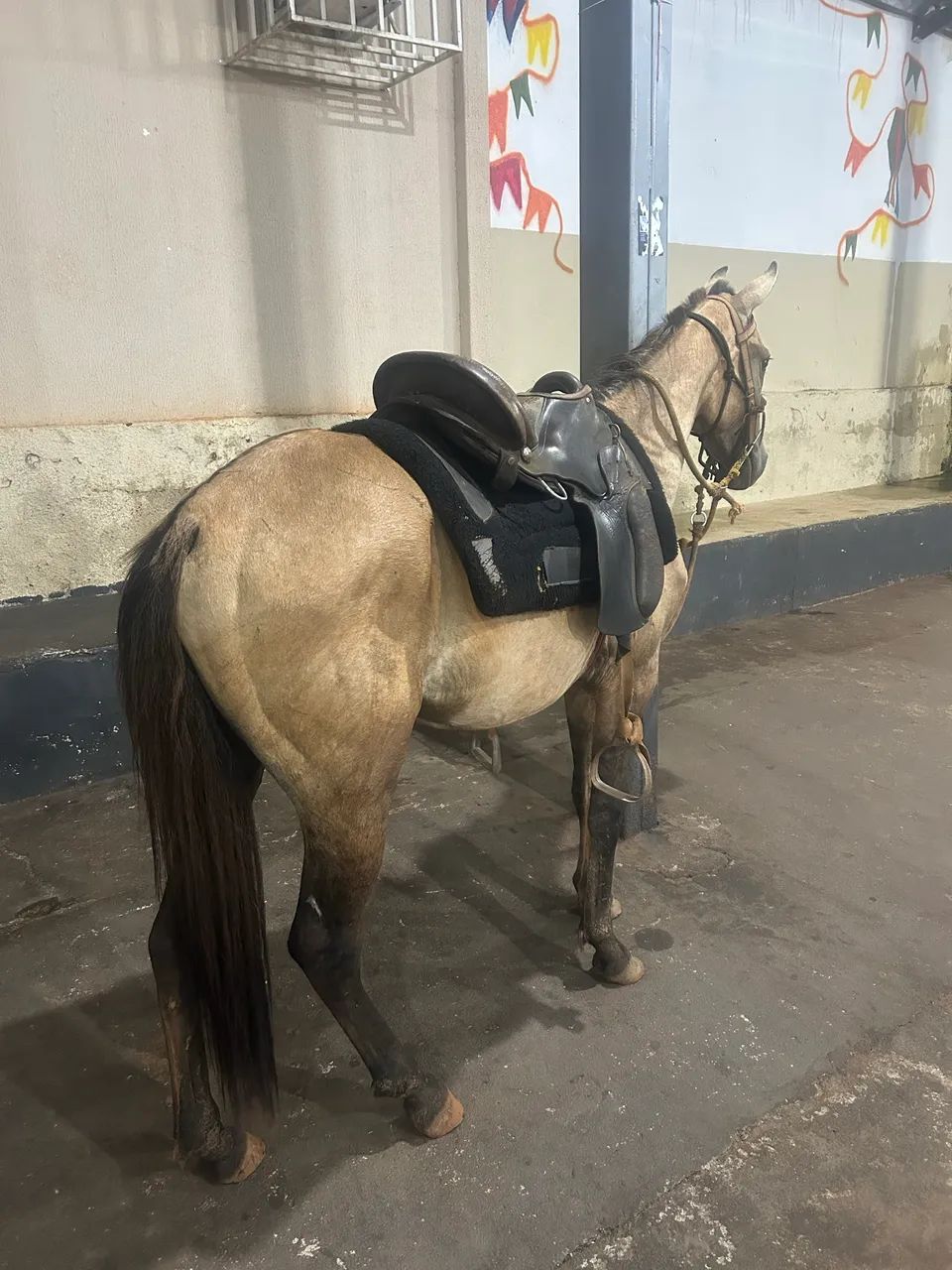 Cavalo machador  - Foto 2