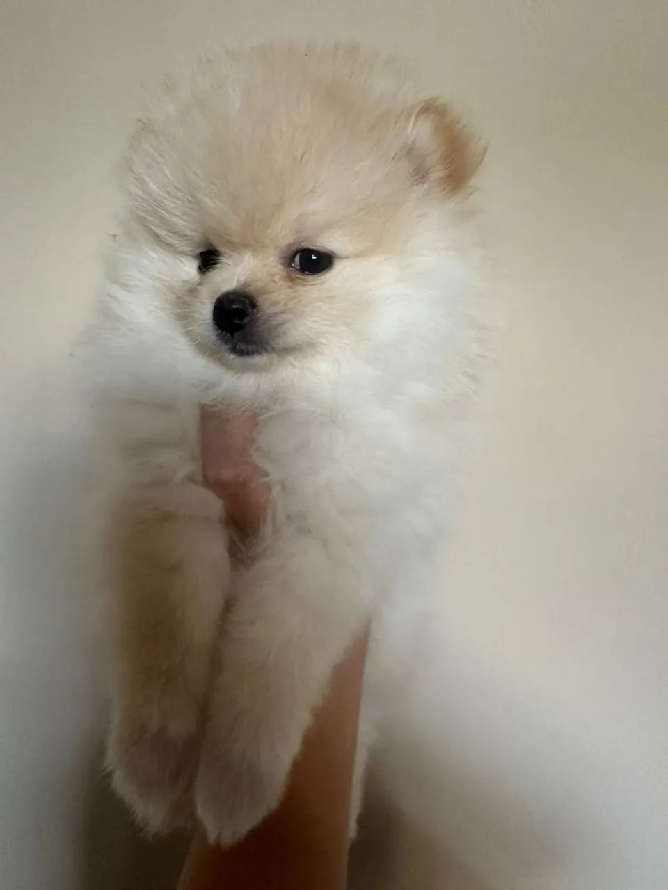 Spitz Alemão disponível  - Foto 3