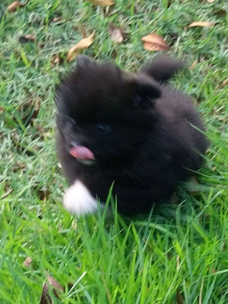 Spitz Alemão Anão  - Foto 4