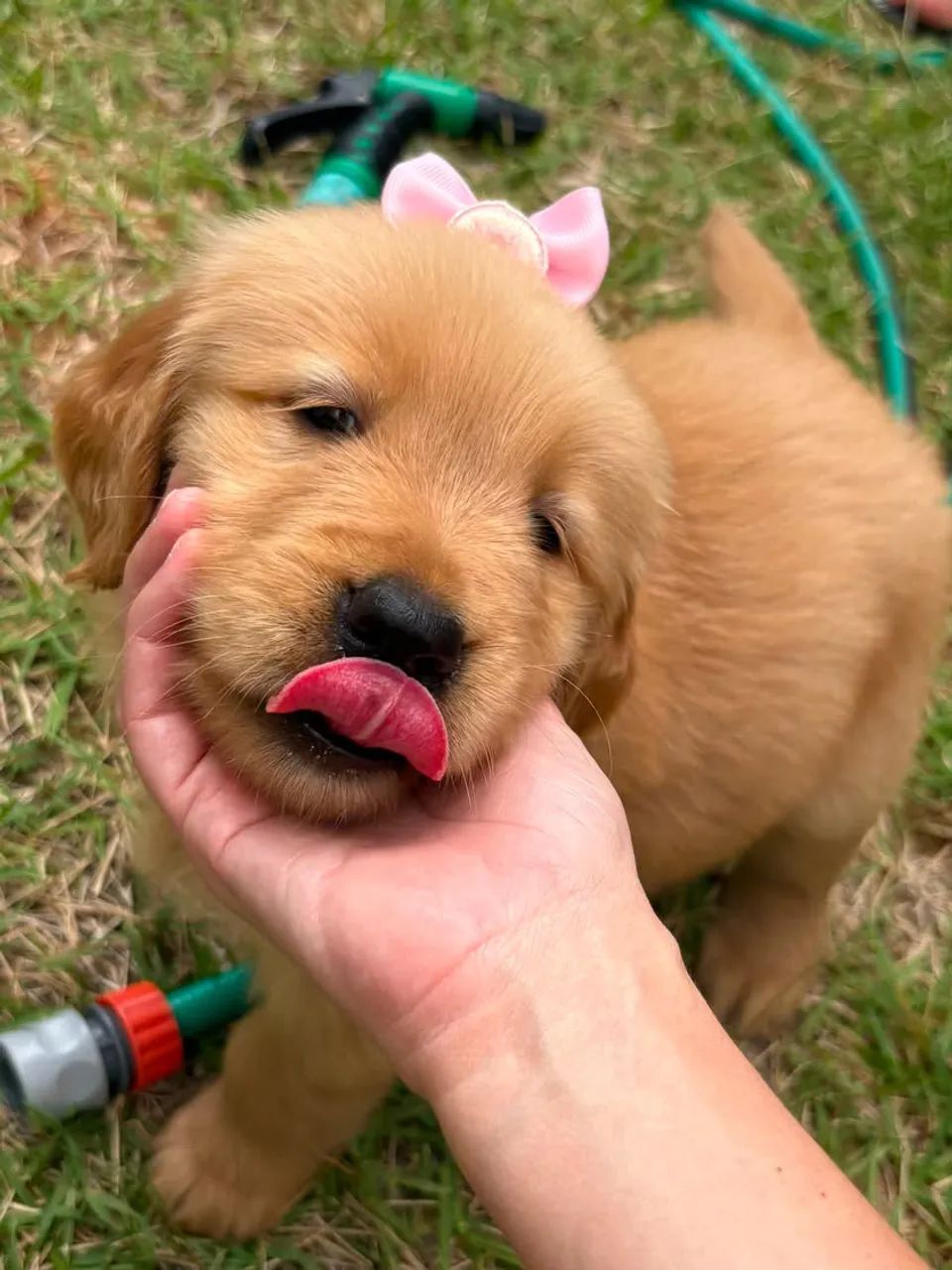 Cachorro 
