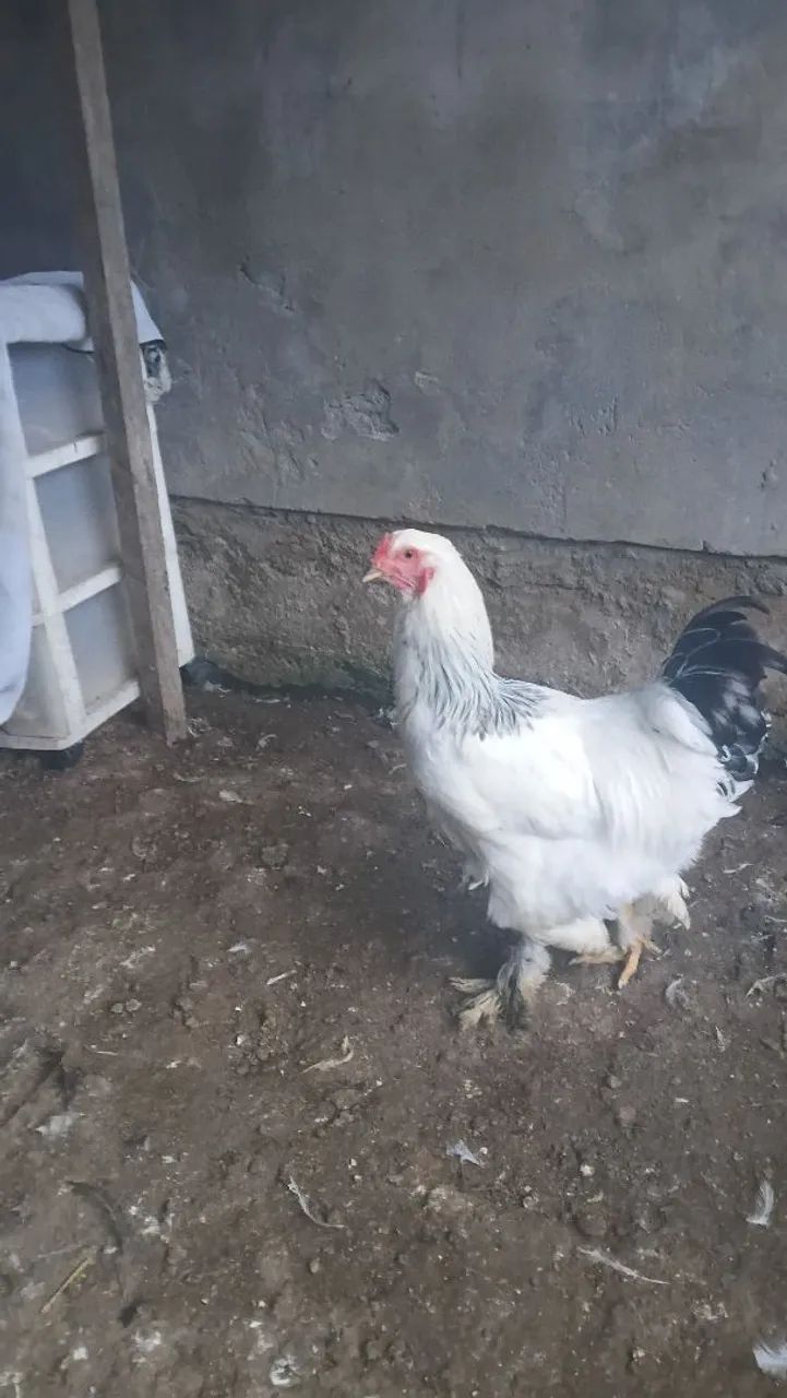 Galo 