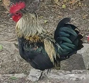 Galinho 