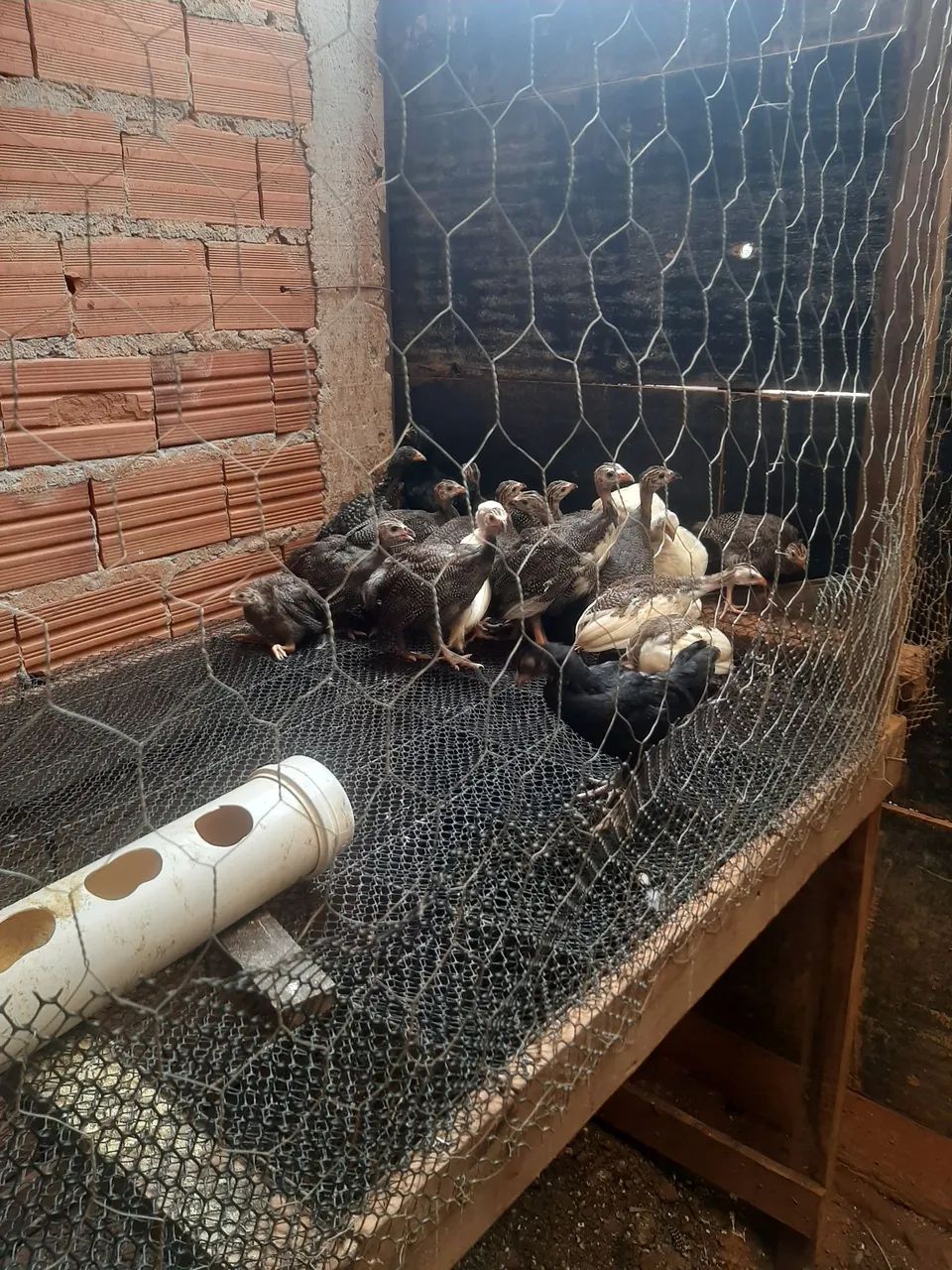 Galinhas de angola - Foto 3