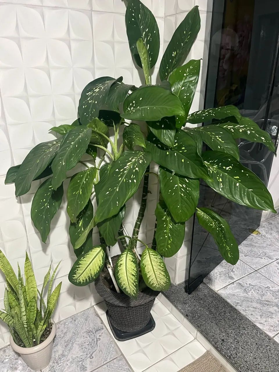 Planta com vaso