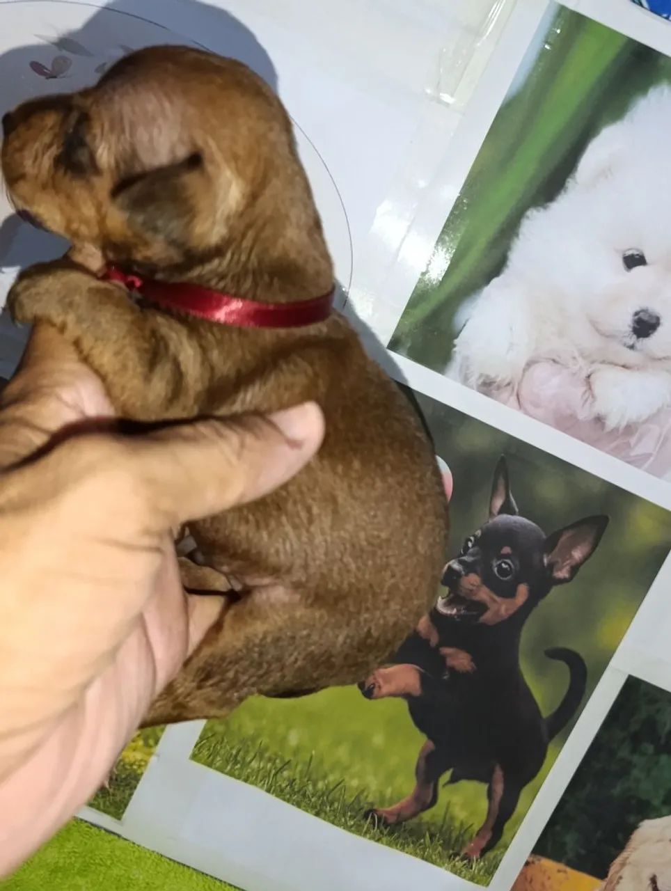 Pinscher miniaturas - Foto 4