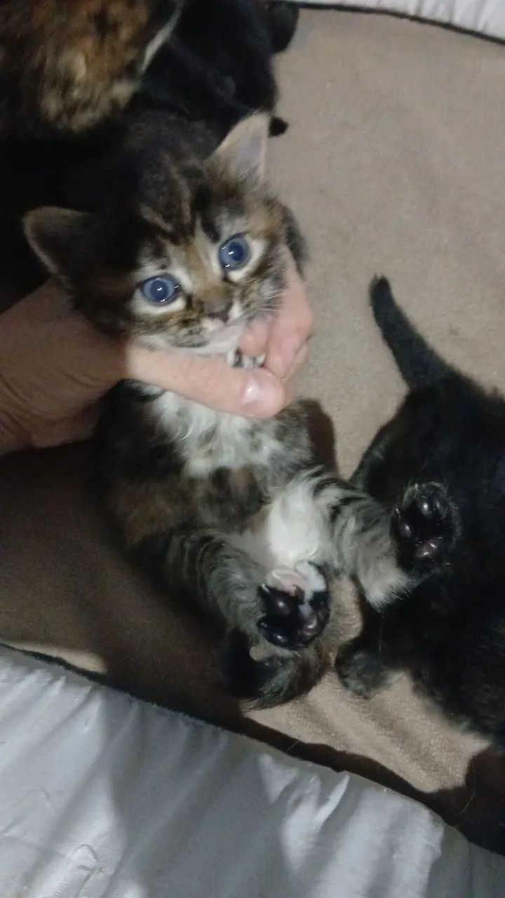 Doa se gatinhos filhotes, 1 macho e 1 fêmea chamar *.