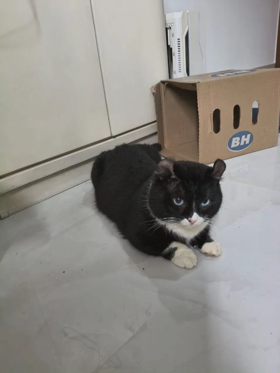 Gato perna curta - Foto 5
