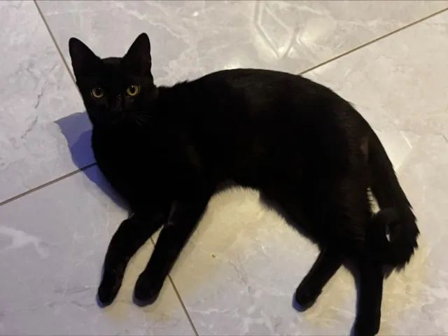 Adoção responsável