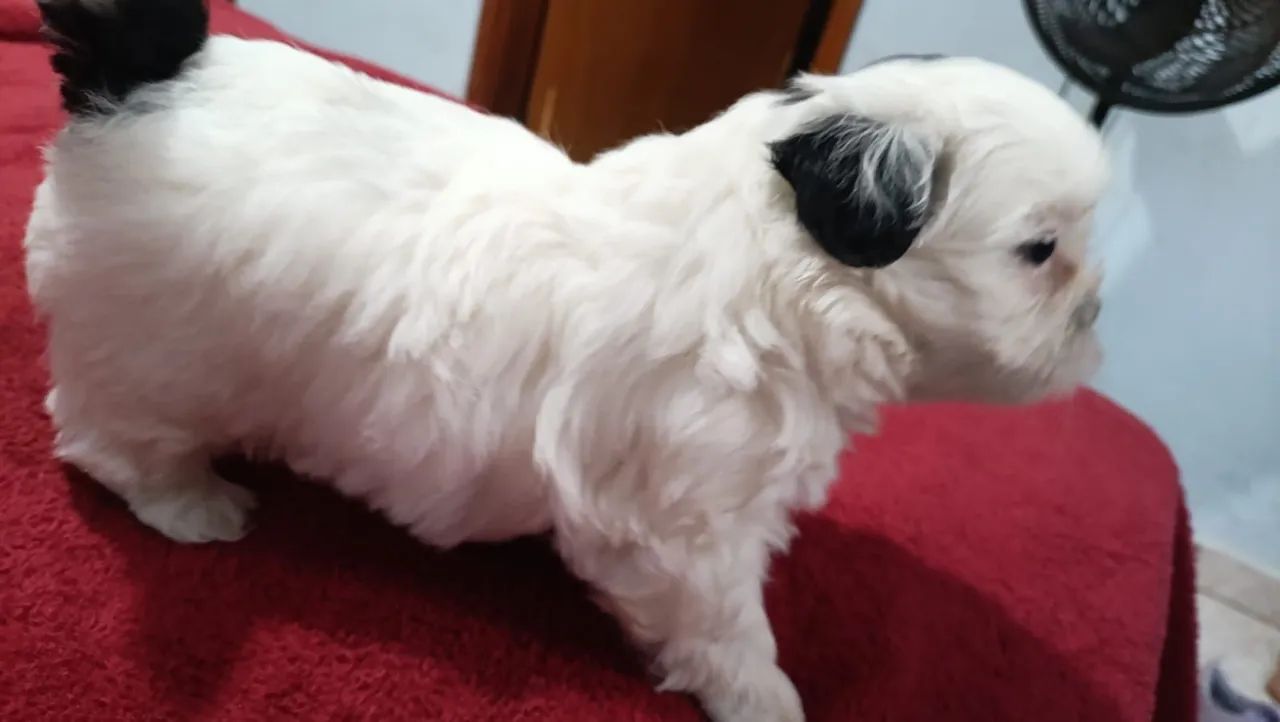 Shih tzu - Foto 2