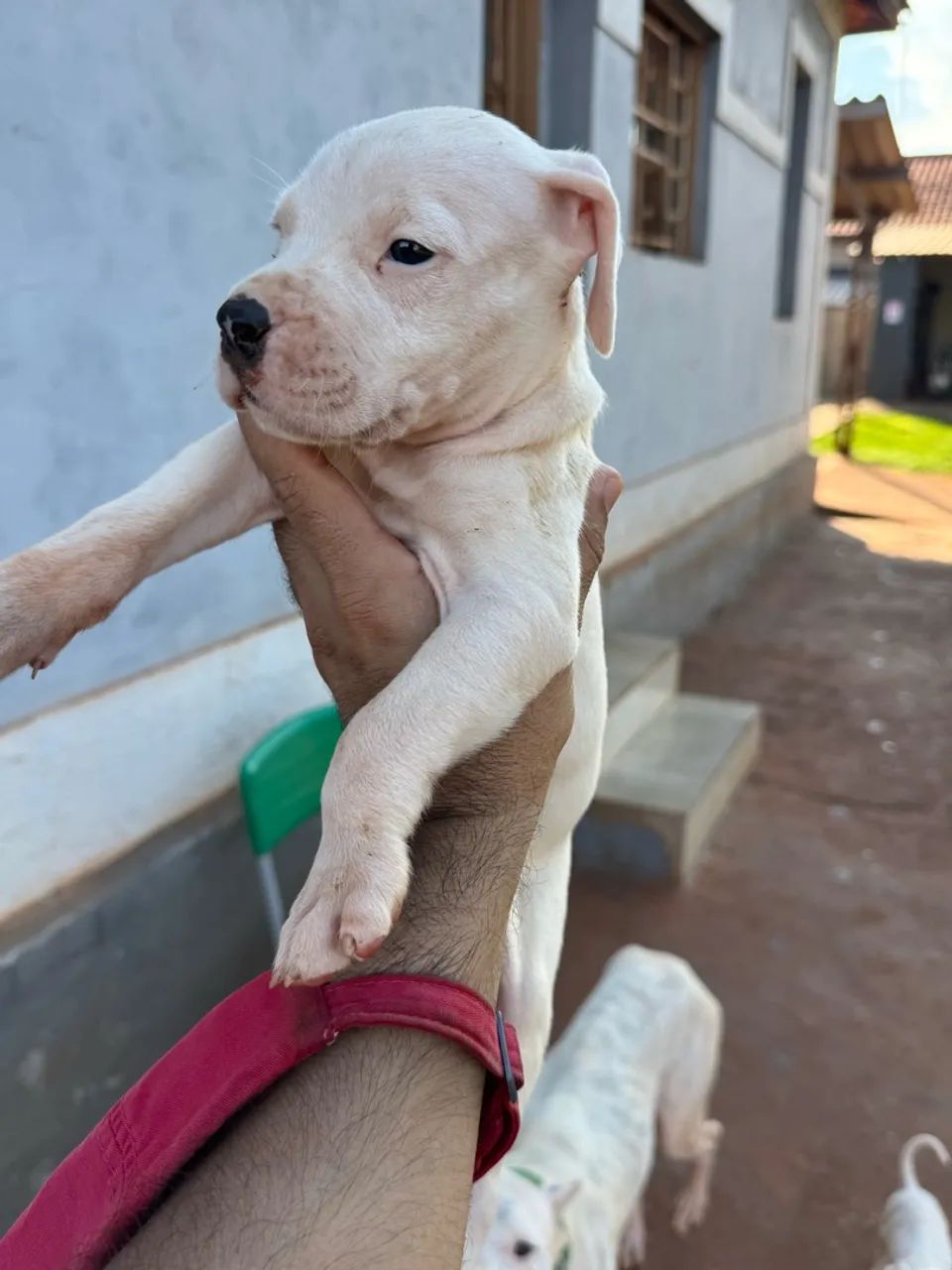 Cachorro  - Foto 2